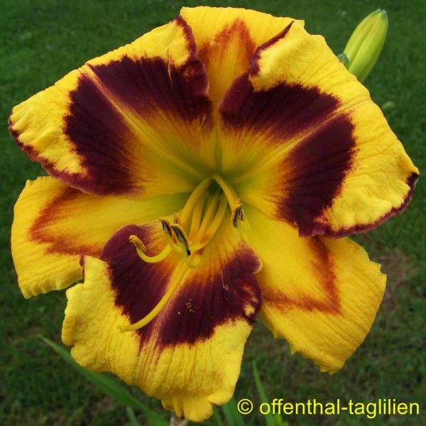 Hemerocallis / Taglilie 'Sup's Straight Job'