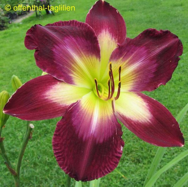 Hemerocallis / Taglilie 'Tall Dark And Handsome'