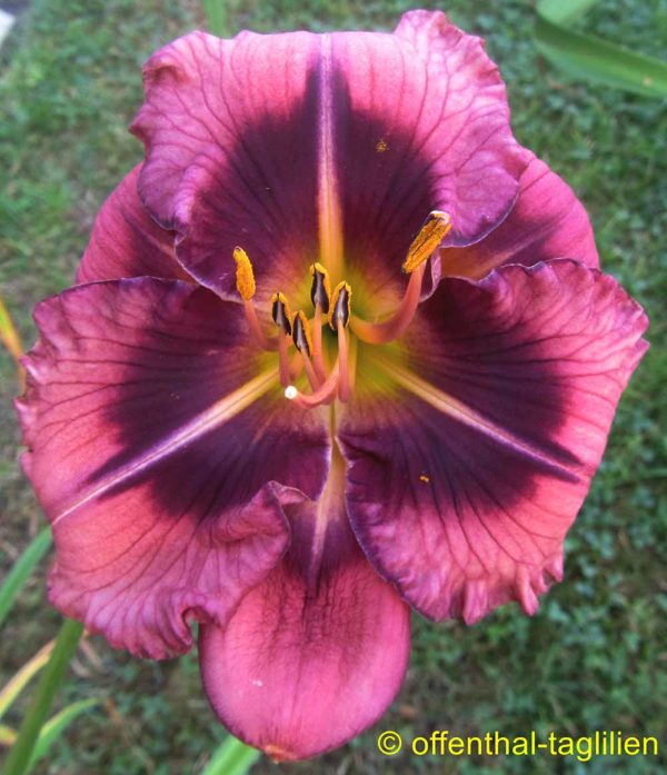 Hemerocallis / Taglilie 'Taunus Sweet Devil'