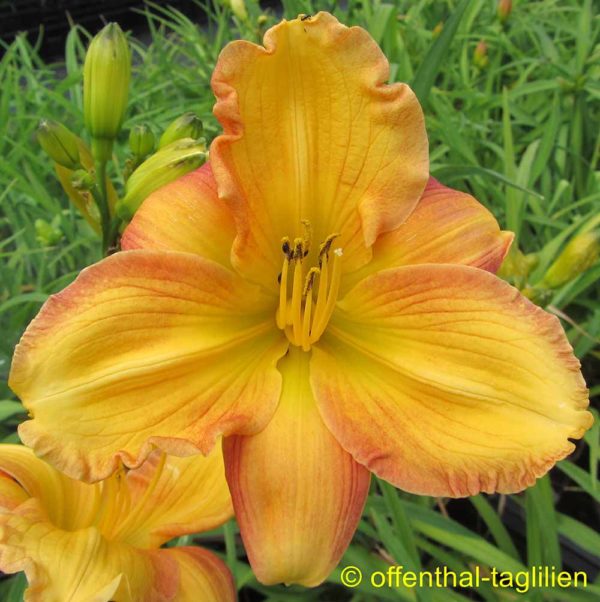 Hemerocallis / Taglilie Tet 'Wild One'