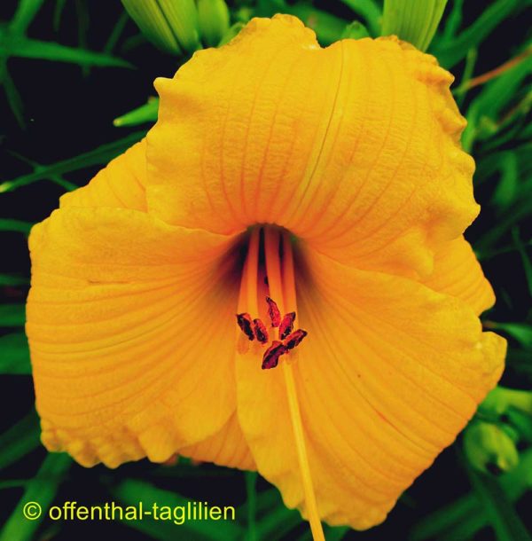 Hemerocallis / Taglilie 'Texas Sunlight'