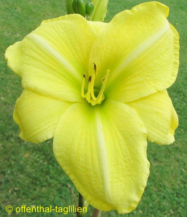 Hemerocallis / Taglilie 'The Space Race'