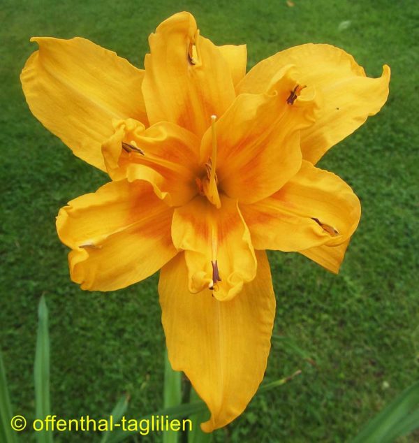 Hemerocallis / Taglilie 'Three Tears'