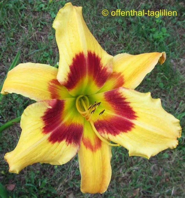 Hemerocallis / Taglilie 'Tiger Swirl'