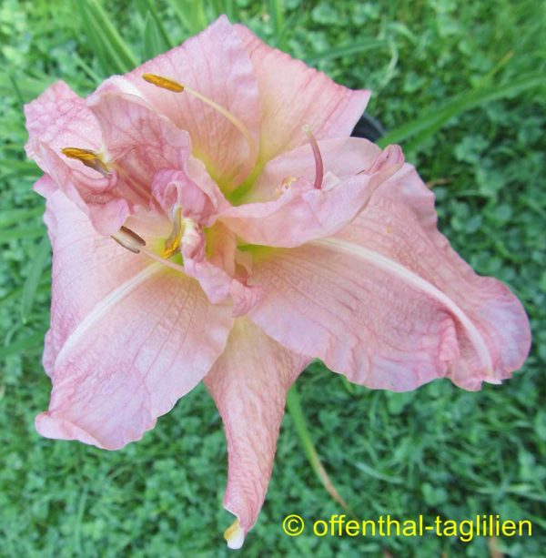 Hemerocallis / Taglilie 'Time And Again'