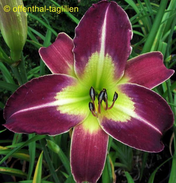 Hemerocallis / Taglilie 'Time To Fly'