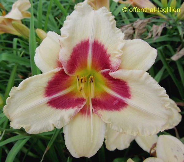 Hemerocallis / Taglilie 'Todd Monroe'