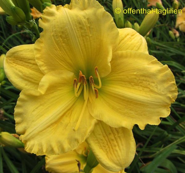 Hemerocallis / Taglilie 'Toltec Sundial'