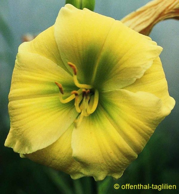 Hemerocallis / Taglilie 'Tom Collins'