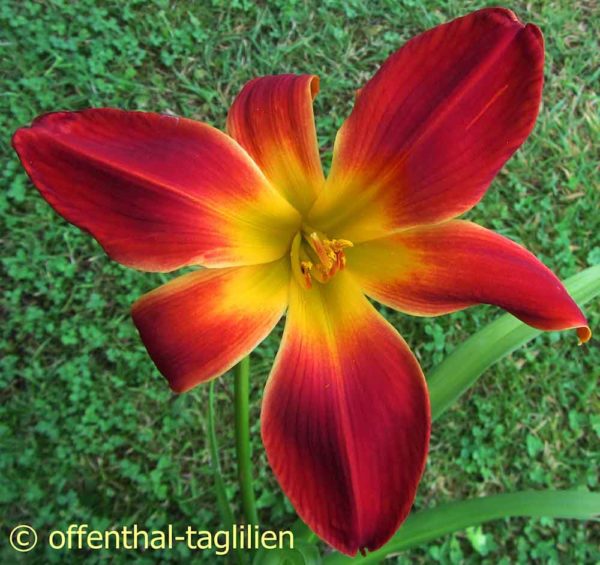 Hemerocallis / Taglilie 'Top Priority'