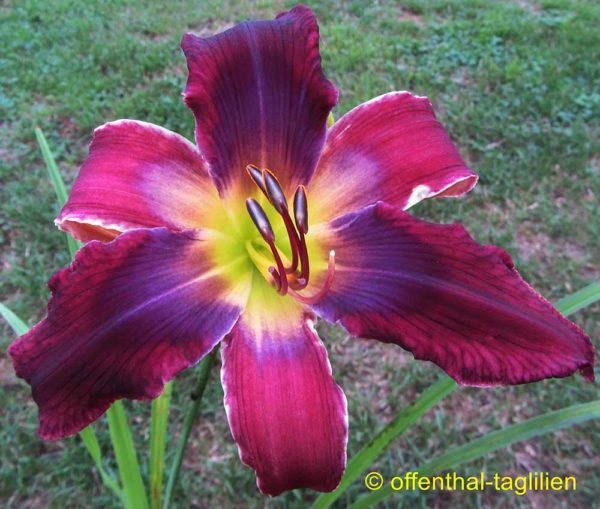 Hemerocallis / Taglilie 'Toucan Sam'