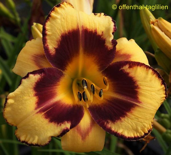 Hemerocallis / Taglilie 'Träumerei'