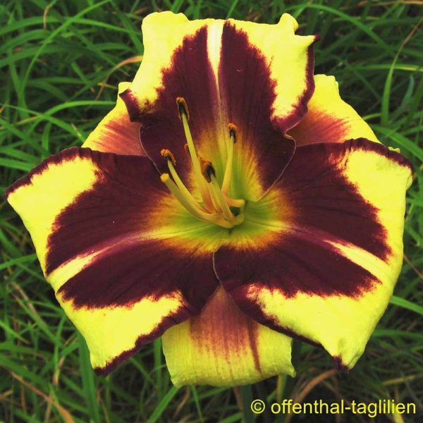 Hemerocallis / Taglilie 'Tropical Manni Raecke'