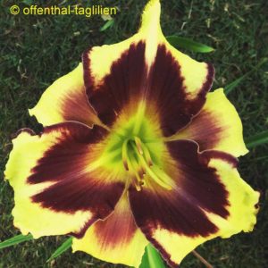‚Tropical Manni Raecke‘