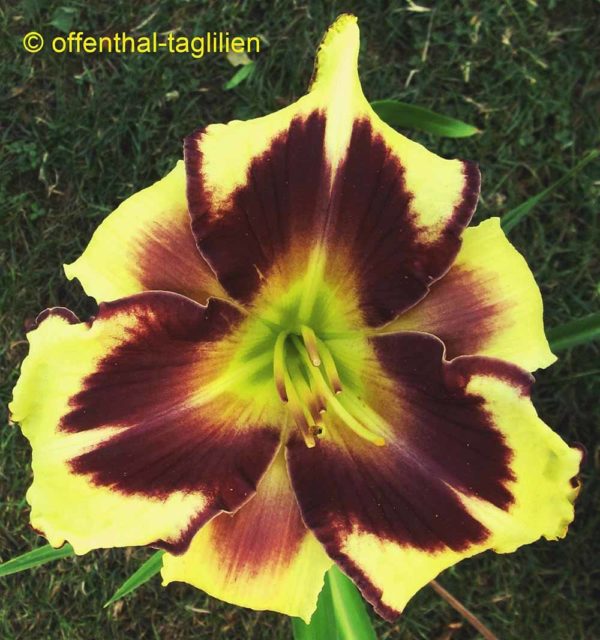 Hemerocallis / Taglilie 'Tropical Manni Raecke' 2