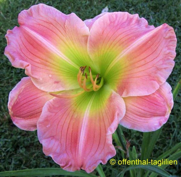 Hemerocallis / Taglilie 'True Pink Beauty'