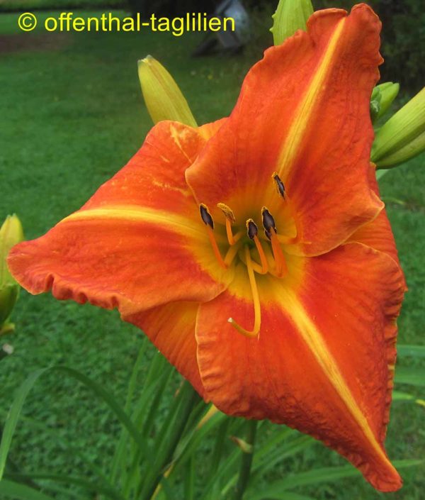 Hemerocallis / Taglilie 'Tuscawilla Tigress'