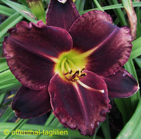 Hemerocallis / Taglilie 'Tuxedo'