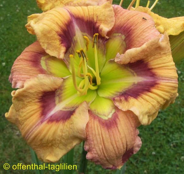 Hemerocallis / Taglilie 'Valdosta Agin'