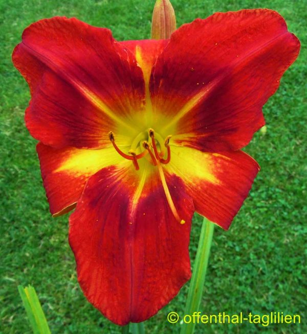 Hemerocallis / Taglilie 'Vegas Lights'