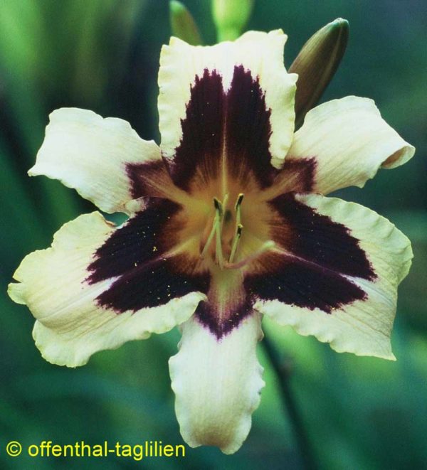 Hemerocallis / Taglilie 'Volusian'