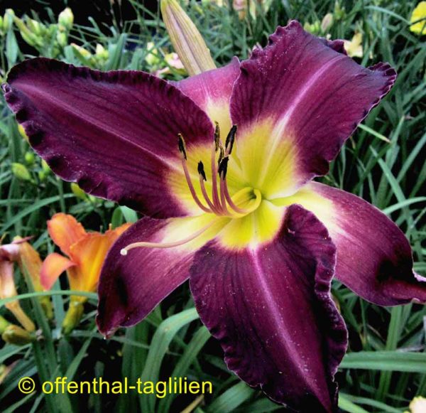 Hemerocallis / Taglilie 'Watchyl Arsonist'