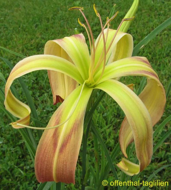 Hemerocallis / Taglilie 'Watchyl Digital Scream'