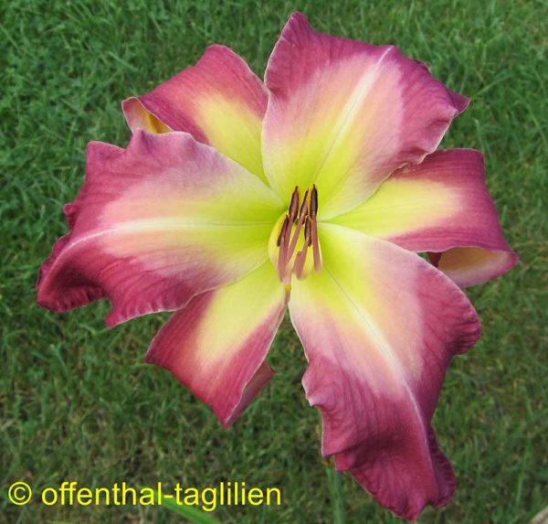 Hemerocallis / Taglilie 'White Eyes Pink Dragon'