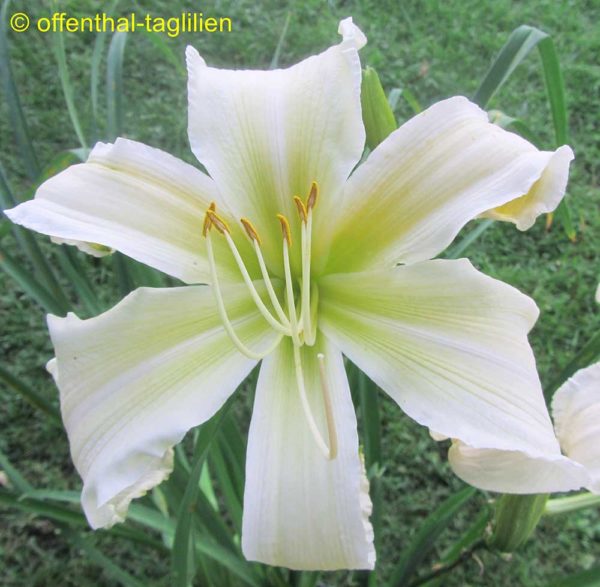 Hemerocallis / Taglilie 'White Magician'