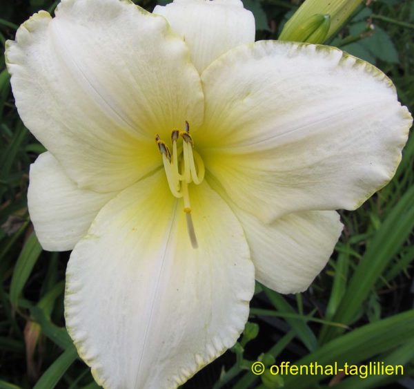 Hemerocallis / Taglilie 'White Pansy'