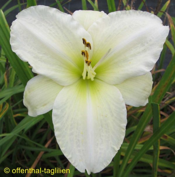 Hemerocallis / Taglilie 'White Perfection'