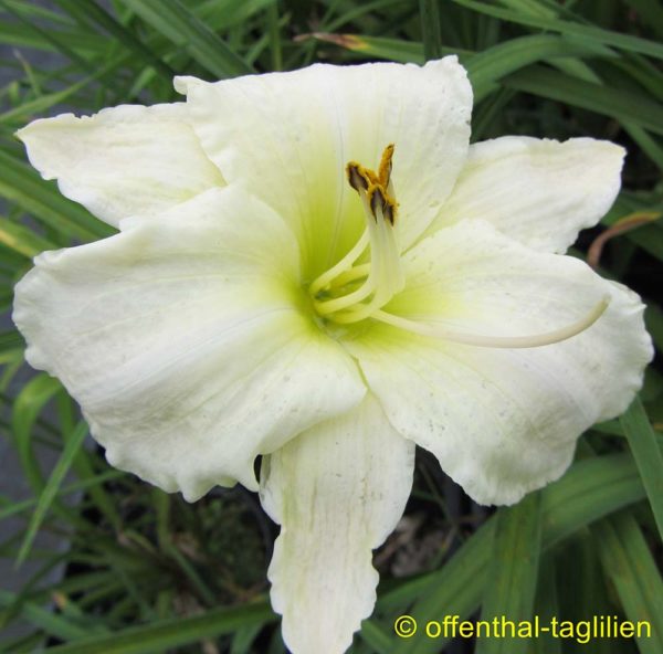 Hemerocallis / Taglilie 'White Temptation'