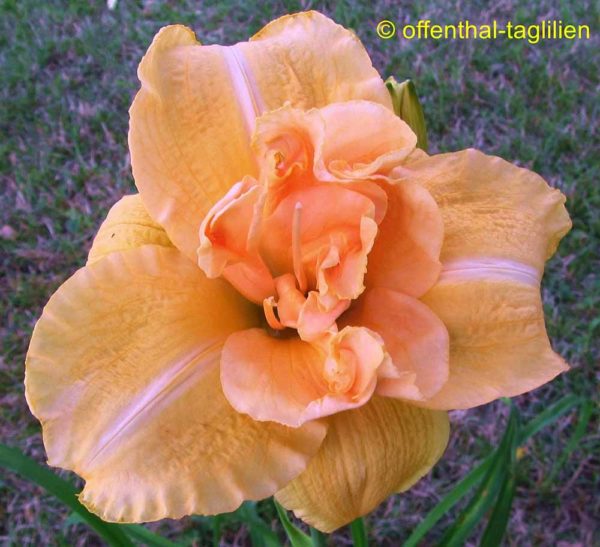 Hemerocallis / Taglilie 'Whoop Dee Doo'