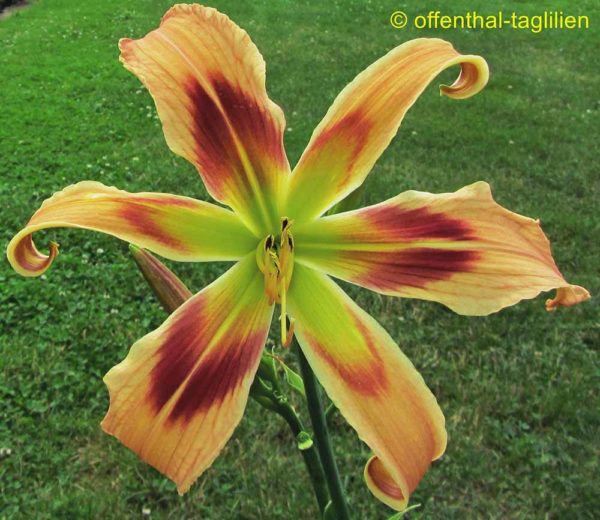 Hemerocallis / Taglilie 'Wild And Wonderful'