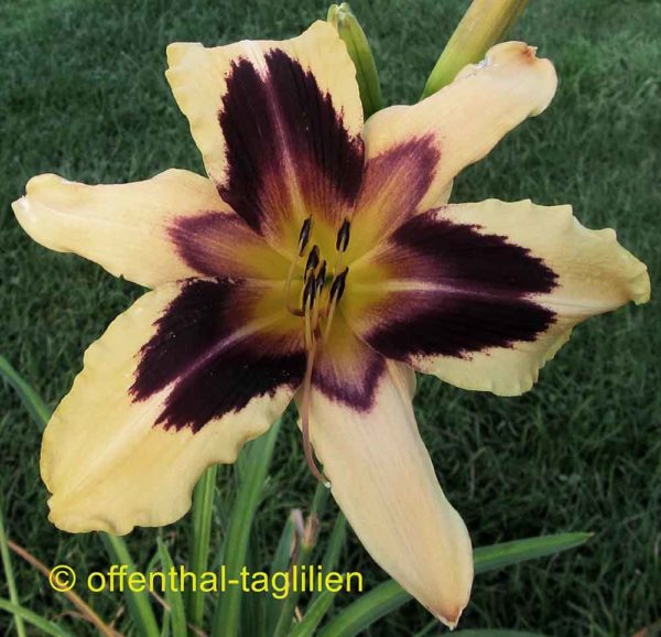 Hemerocallis / Taglilie 'Wild Horses'