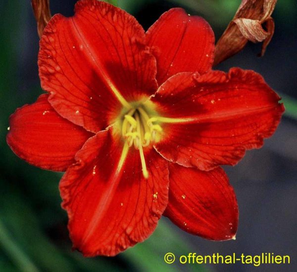 Hemerocallis / Taglilie 'Willie Bill'