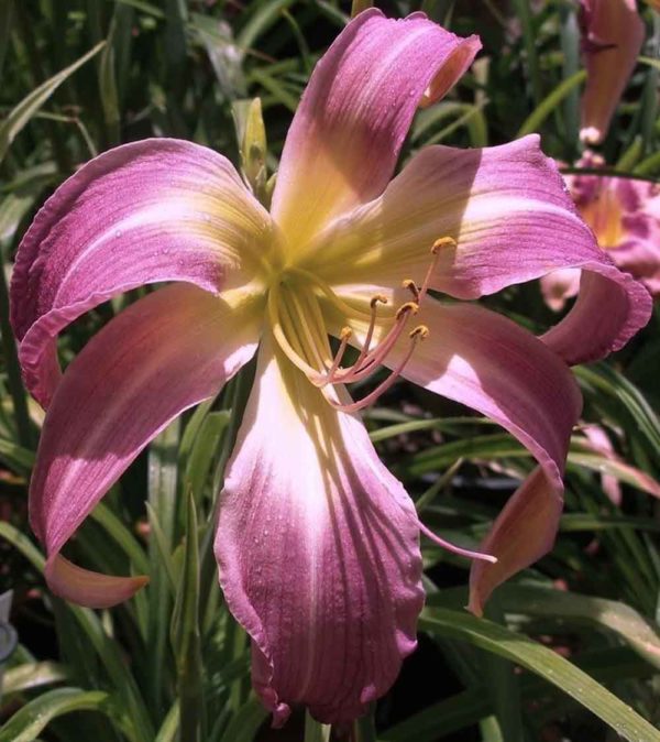Hemerocallis / Taglilie 'Wilson Spider'