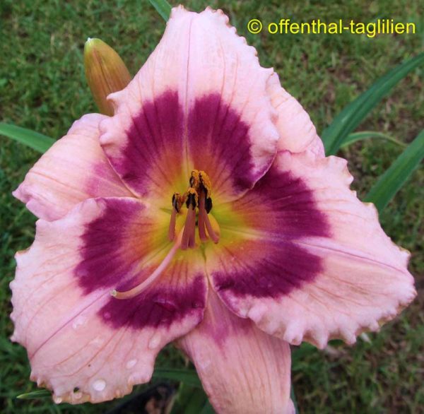 Hemerocallis / Taglilie 'Wineberry Candy'