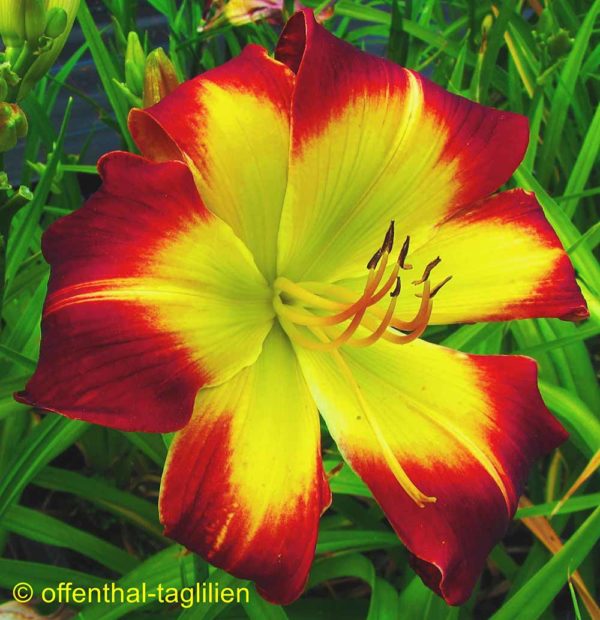 Hemerocallis / Taglilie 'With Or Without You'