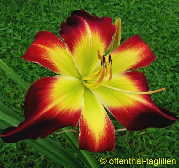 Hemerocallis / Taglilie 'With Or Without You' 3