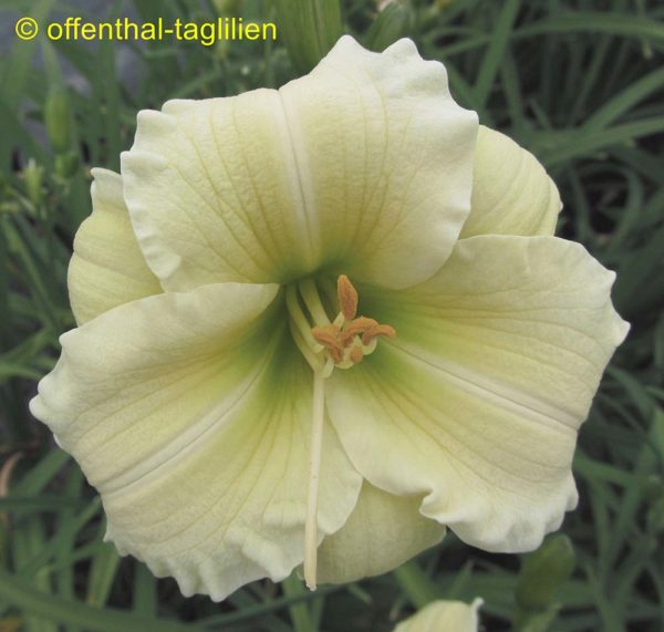 Hemerocallis / Taglilie 'Yamashita'