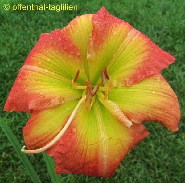 Hemerocallis / Taglilie 'Yazoo Starfire'