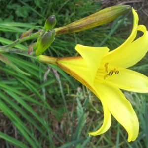 Hemerocallis minor