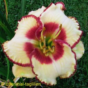 Daylily Archive - Offenthal-Taglilien