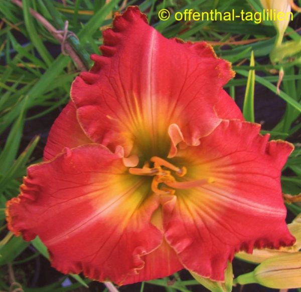 Asheville Summer Jewel