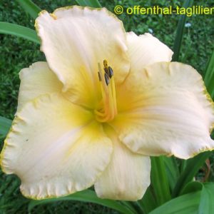 ‚Creme Explosion‘