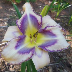 ‚Arnold’s Daughter‘