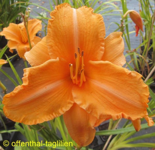 'Ruffled Apricot'