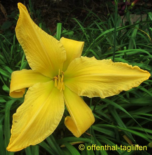 Webster's Golden Wonder