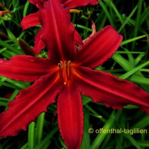 ‚Crimson Pirate‘